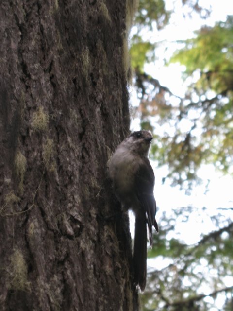 8.26-27.06 Twin Lakes & Palmateer Point 112 